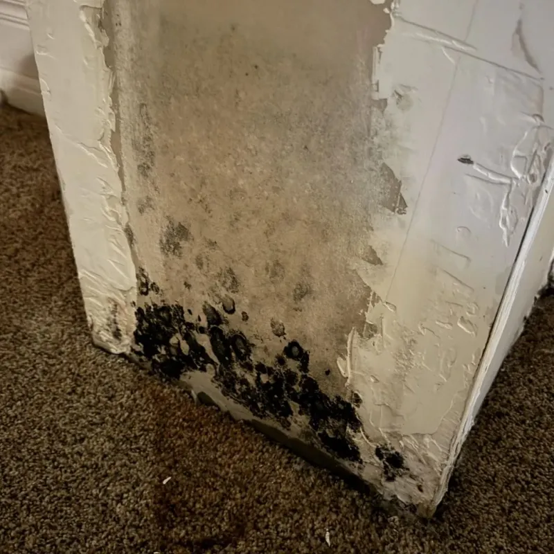 Professional Mold Removal in Madison, WI